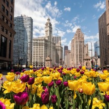 chicago skyline with flowers